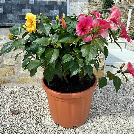 Gasthuis Le 24 Proche Du Futuroscope - Jacuzzi Compris Beaumont (Vienne)