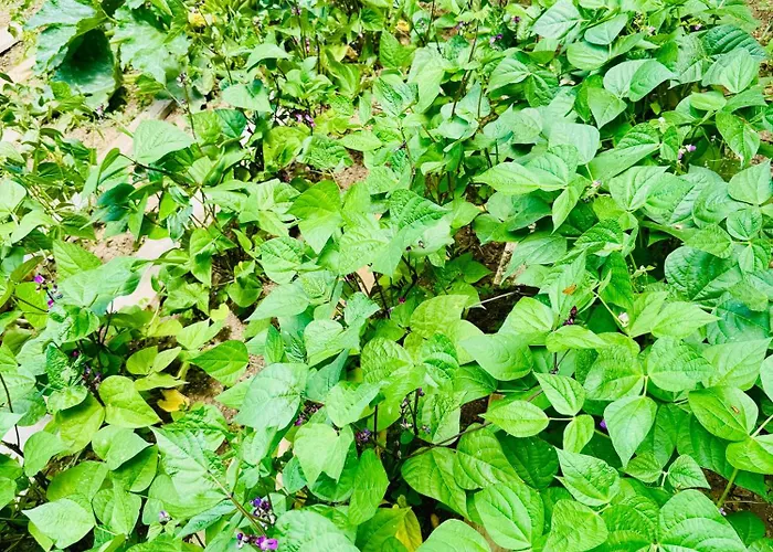 Pensión Le 24 Proche Du Futuroscope - Jacuzzi Compris Beaumont (Vienne)